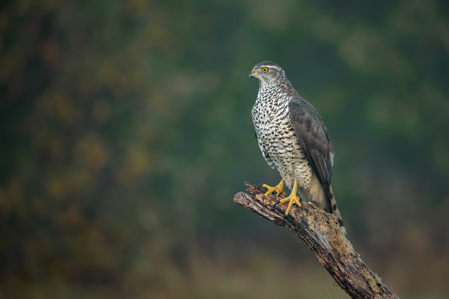 northern goshawk, accipiter gentilis, goshawk, hawk, bird of prey, raptor, predatory bird, wild bird, bird, perched bird, forest bird, woodland raptor, wildlife, wildlife photography, bird photography, nature, nature photography, forest, woodland, natural, Damian Kwasek