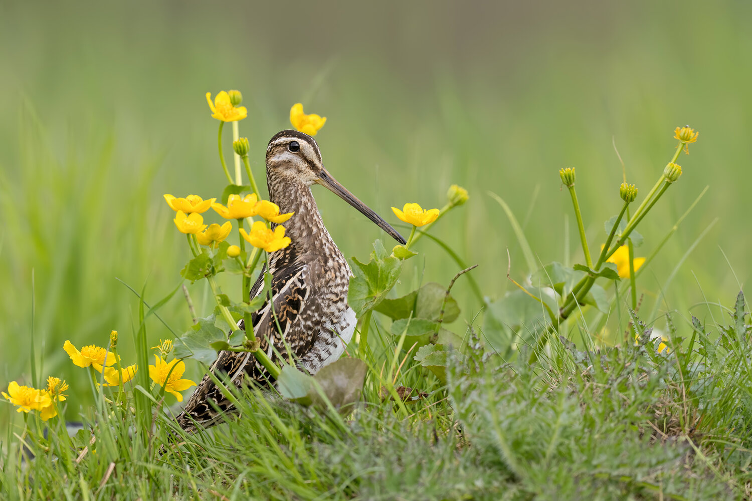 common snipe, gallinago gallinago, snipe, wader, shorebird, wetland bird, marsh bird, bird, wild bird, wildlife, wildlife photography, bird photography, nature, nature photography, wetland, marsh, meadow, wet meadow, marsh marigold, yellow flowers, spring, Damian Kwasek