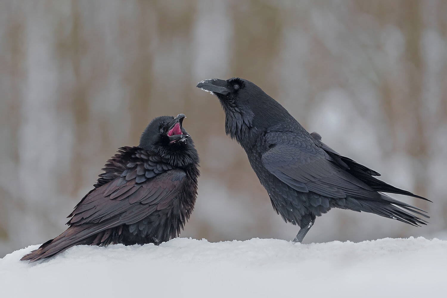 common raven, corvus corax, raven, ravens, two ravens, pair of ravens, corvid, corvids, black bird, wild bird, birds, bird interaction, animal interaction, social behavior, bird behavior, calling raven, calling bird, open beak, communication, wildlife, wi, Damian Kwasek