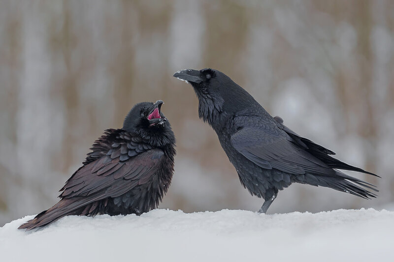 common raven, corvus corax, raven, ravens, two ravens, pair of ravens, corvid, corvids, black bird, wild bird, birds, bird interaction, animal interaction, social behavior, bird behavior, calling raven, calling bird, open beak, communication, wildlife, wi Ravens Interacting in Winter фото превью