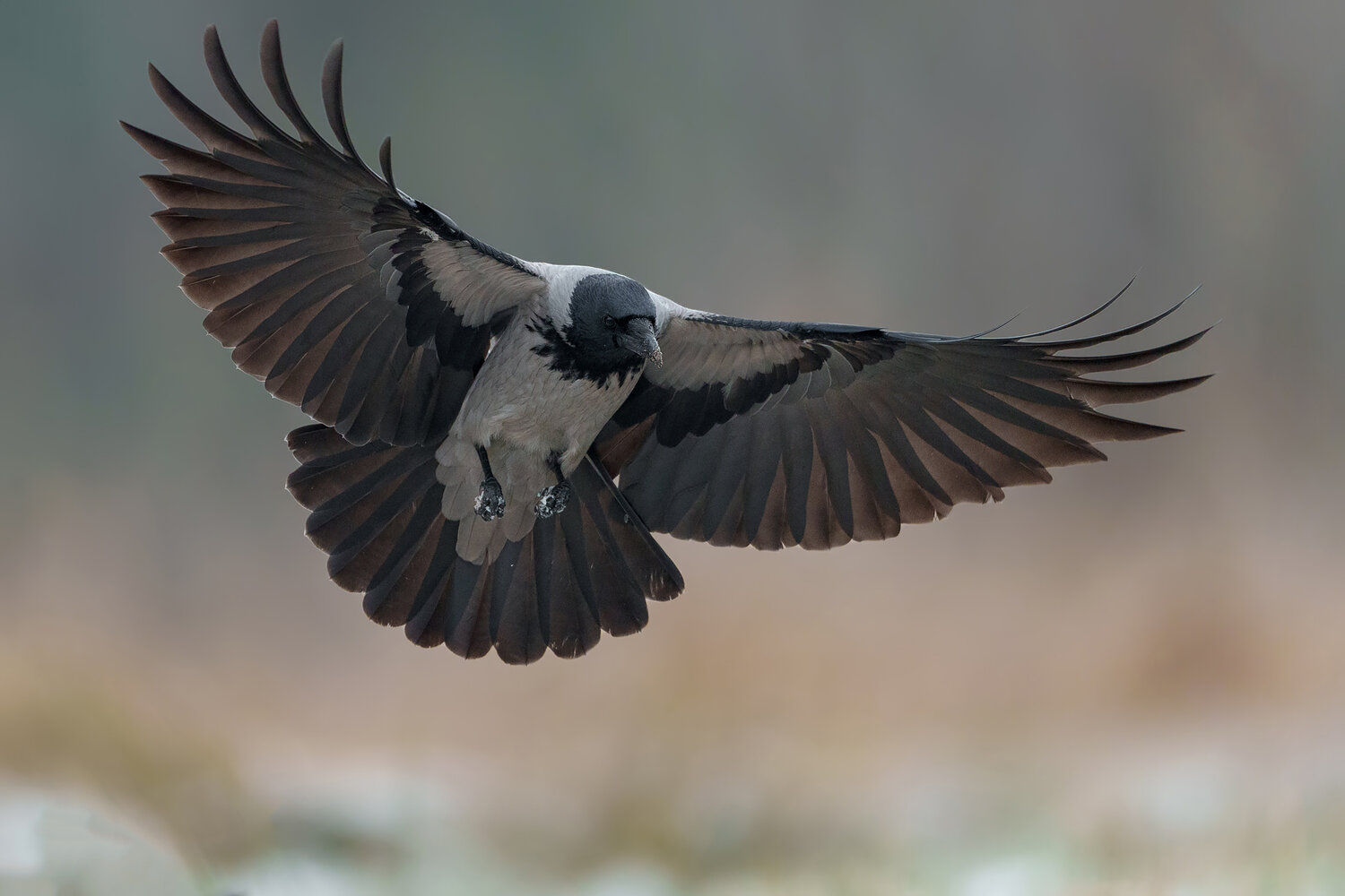 hooded crow, corvus cornix, crow, corvid, bird, bird in flight, flying bird, landing bird, wings spread, spread wings, tail spread, flight, landing, action, wildlife, wildlife photography, bird photography, nature, nature photography, wild bird, european , Damian Kwasek