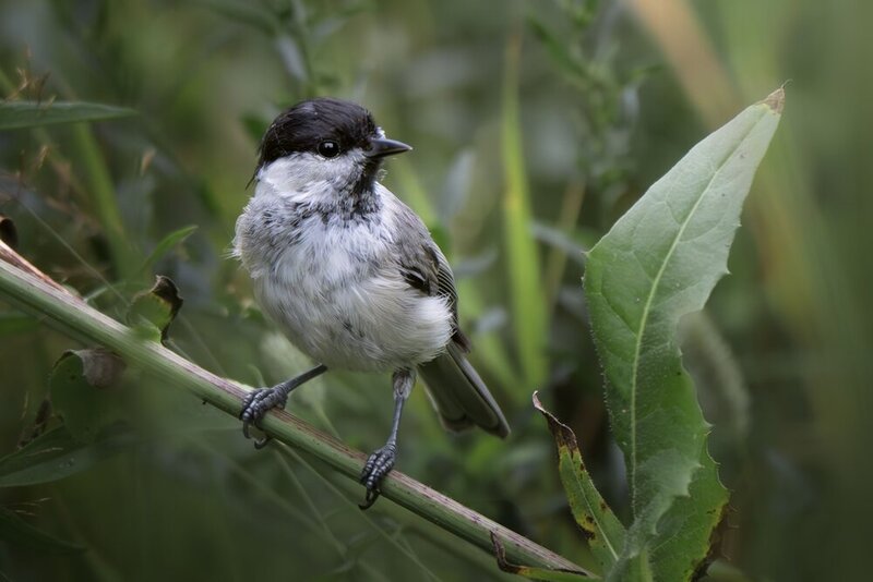 Черноголовая гаичка (Poecile palustris) фото превью