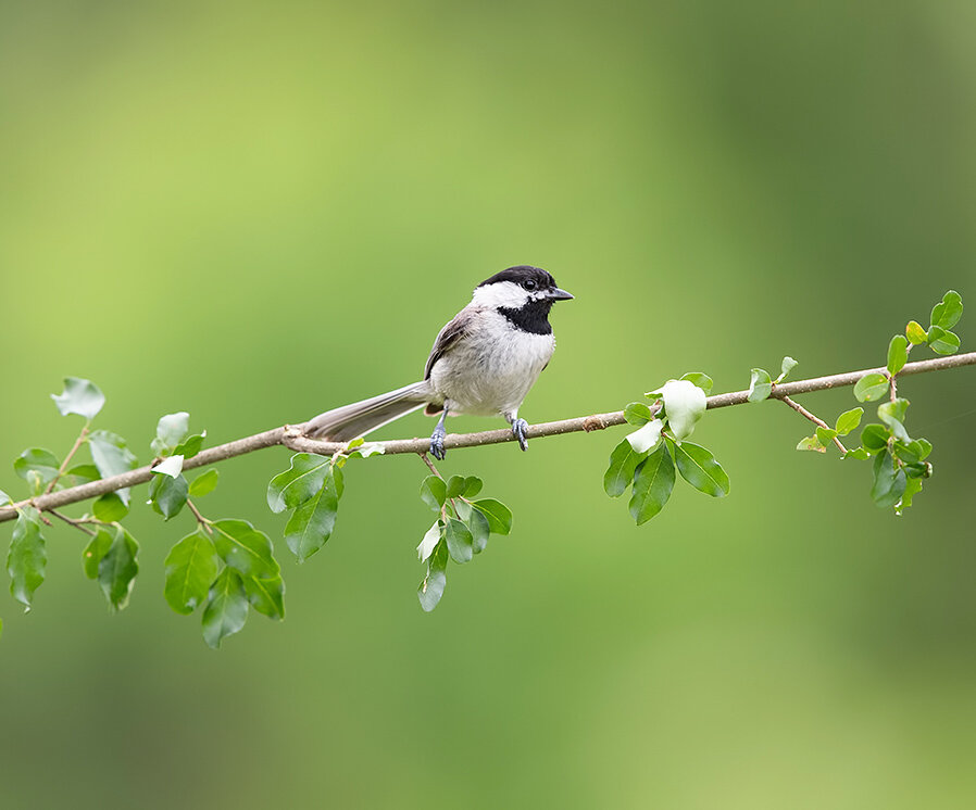каролинская гаичка, chickadee, гаичка, cиница, птицы, birds, wild, bird, синичка, Etkind Elizabeth