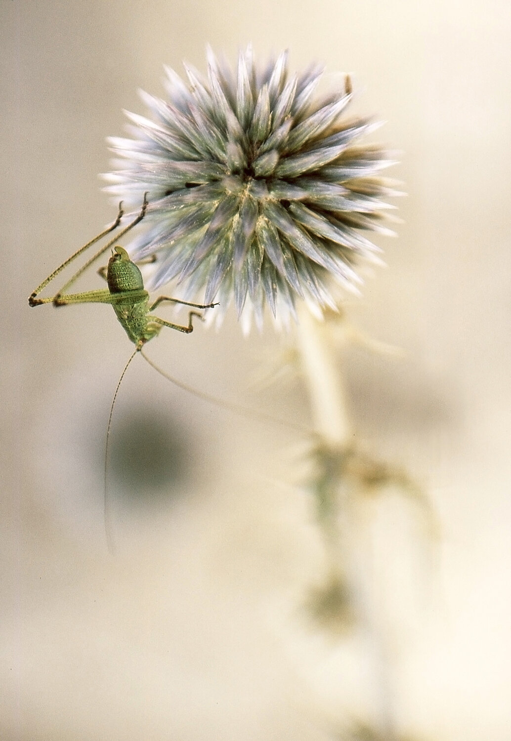 insect, animal, ortoptera, nature, close up, Andr&eacute;s Emilio