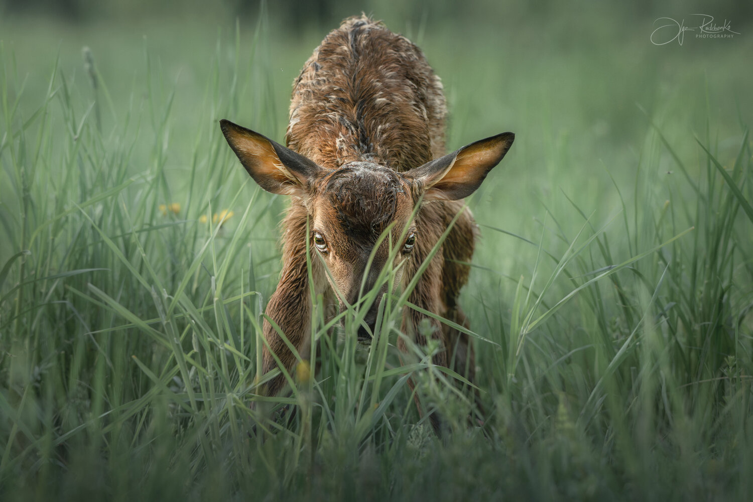 олененок, благородный олень, олень, детеныш, беларусь, красный бор, deer, Рудченко Ольга