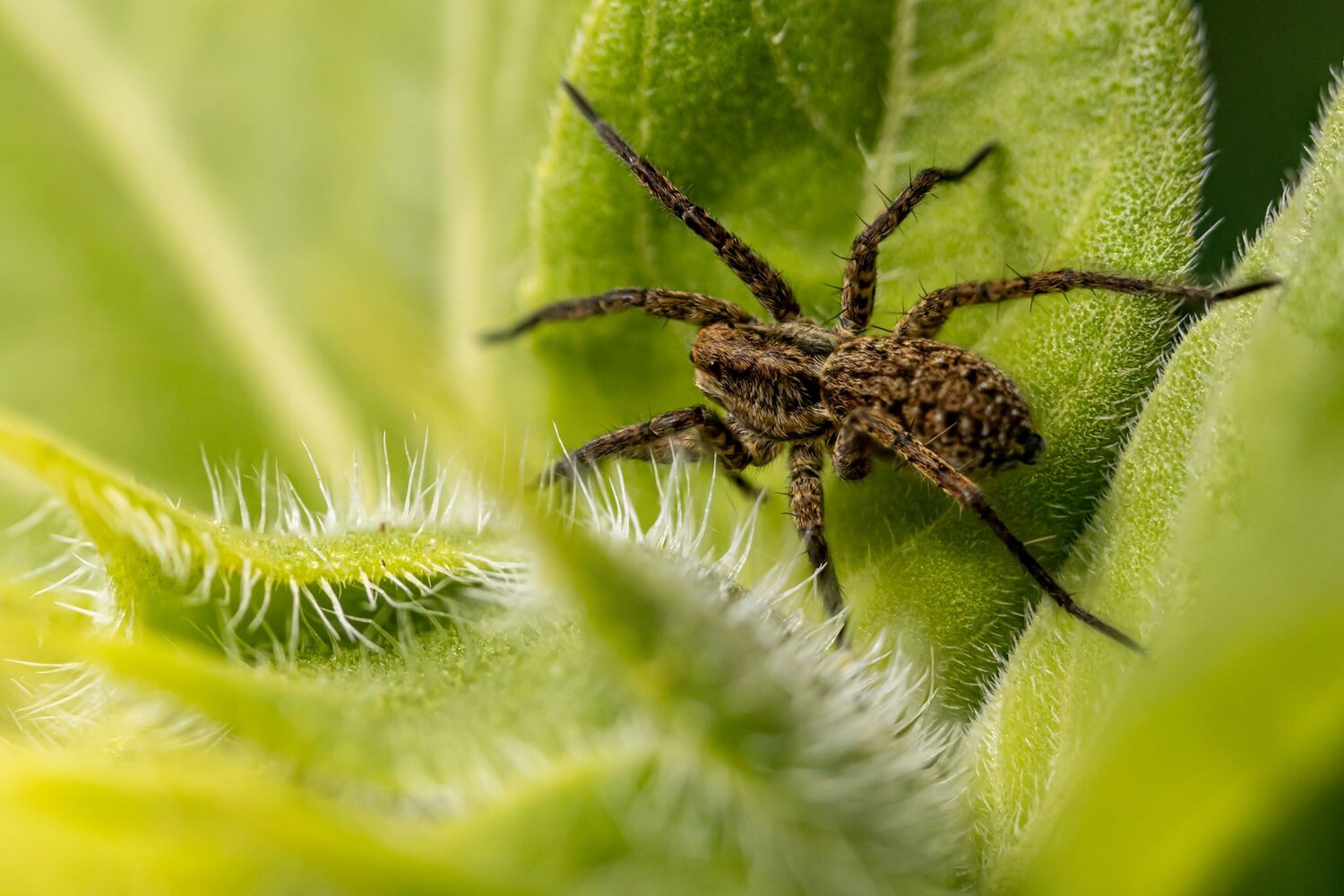 Паук-волк (Lycosidae). Автор: Назаредский Сергей макромир, макро, пауки, Назаредский Сергей