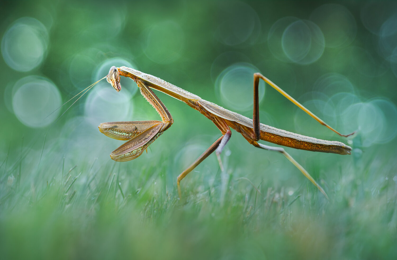 mantis, praying mantis, insect, grass, morning, dew, bokeh, Atul Saluja