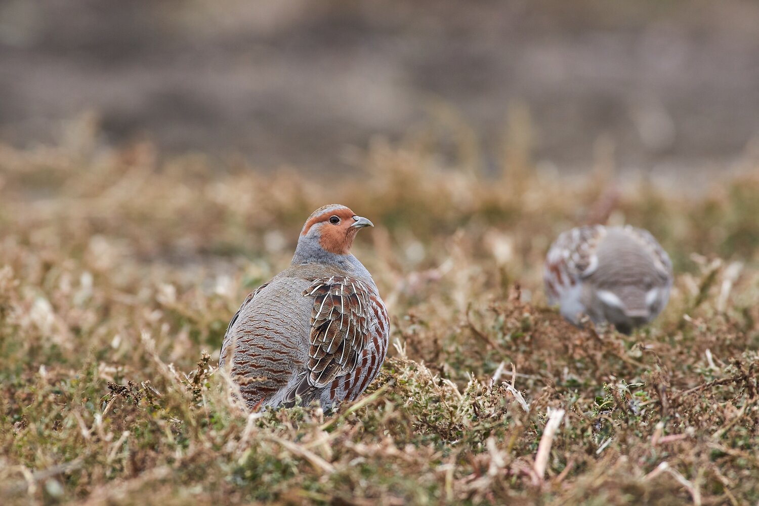 perdix perdix, серая куропатка, Павел Сторчилов