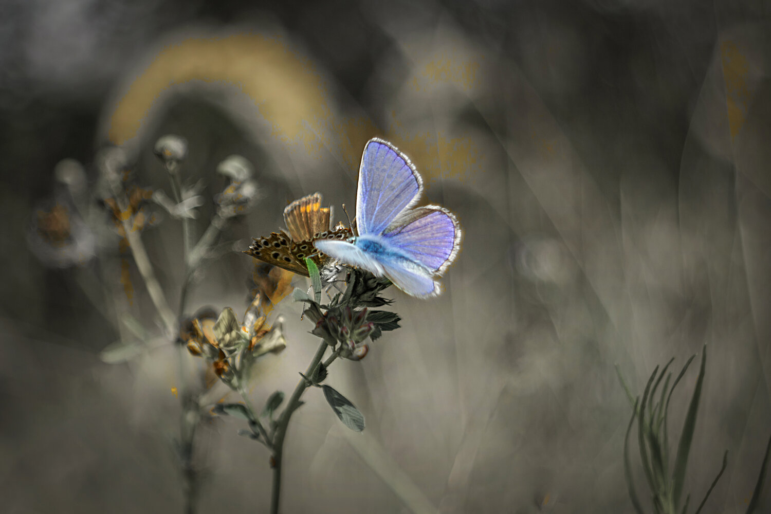 carl, zeiss, jena, flektogon, 2.8, /, 35, Александр Канцур