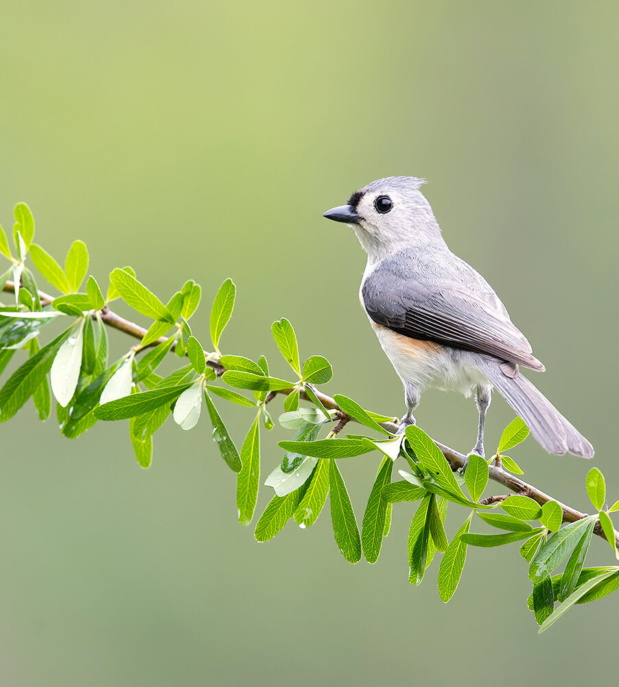 tufted titmouse, острохохлая синица, titmouse, синица, cиничка, птицы, birds, wild, Etkind Elizabeth