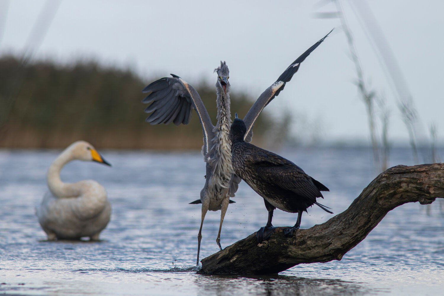 серая цапля, цапля, ardea cinerea, grey heron, heron, большой баклан, баклан, phalacrocorax carbo, great cormorant, cormorant, лебедь-кликун, лебедь, cygnus cygnus, whooper swan, swan, Бондаренко Георгий