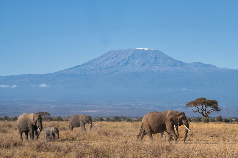 Kilimanjaro фото превью
