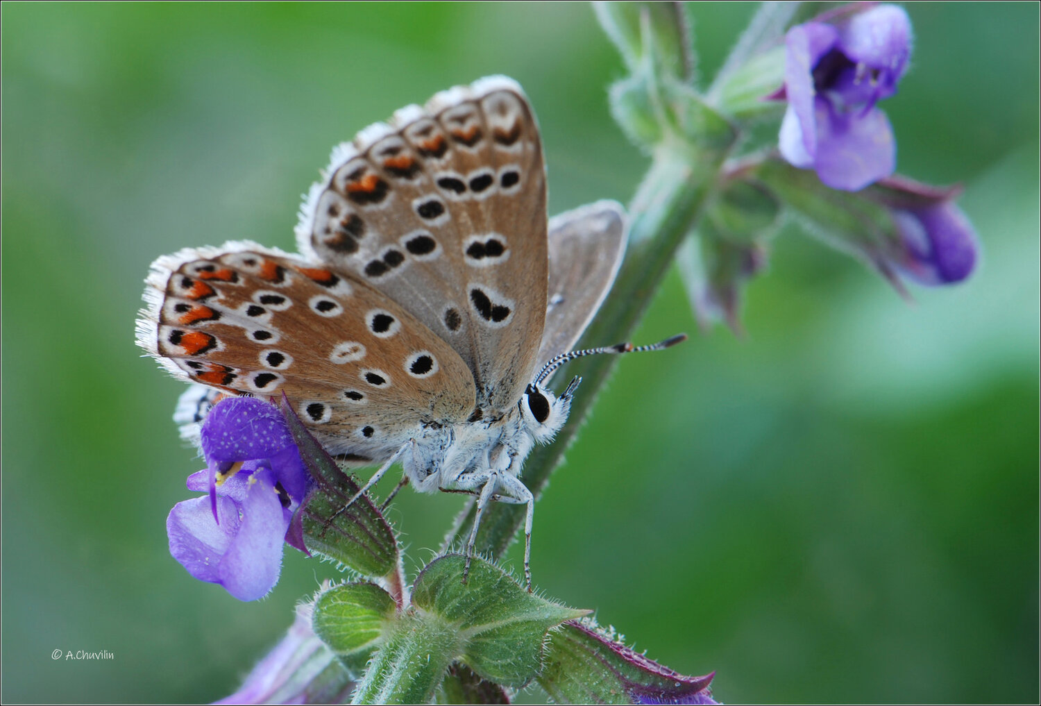 бабочка, голубянка, белларгус, bellargus, самка, Александр Чувилин