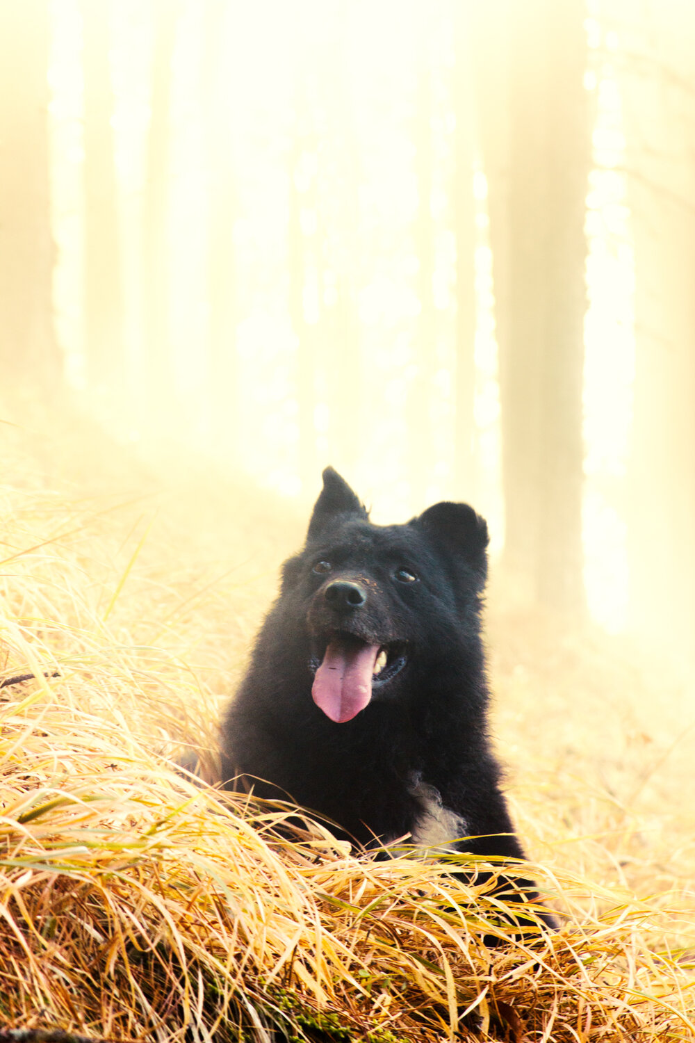 dog, pulin, serbia, marko, radovanovic, portrait, bestfriend, anima, shepherd, hearding, happy, morning, light, forest, sunrise, golden, tongue, resting, Radovanovic Marko