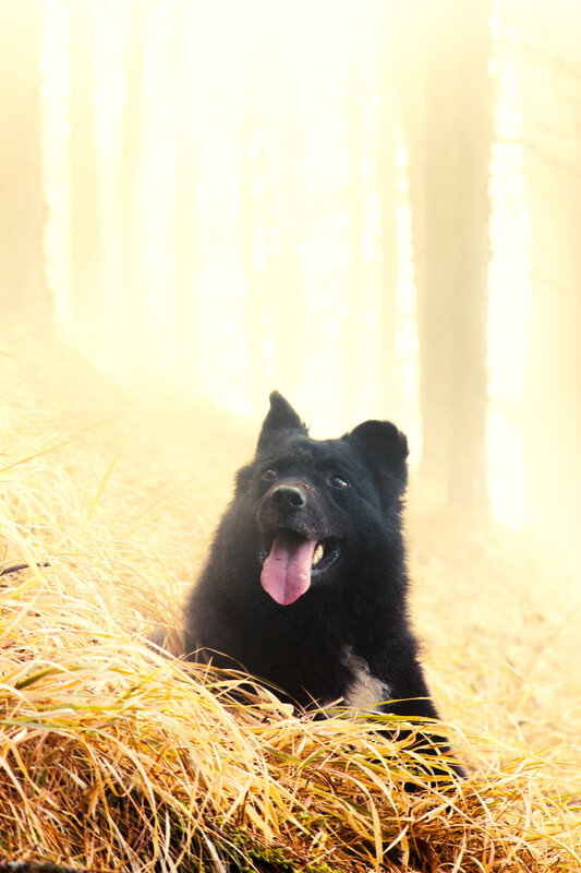 Dog\\\'s life фото превью