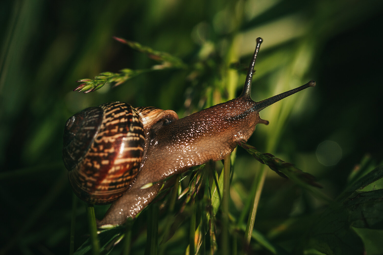 snail, macro, insects, nature, улитка, макро, природа, фотоохота, насекомые, Волкова Анна