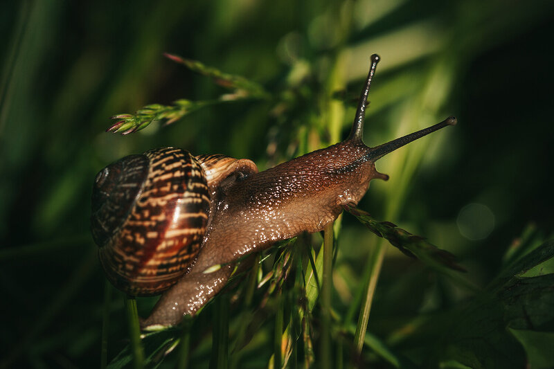 snail, macro, insects, nature, улитка, макро, природа, фотоохота, насекомые Древесная улитка фото превью