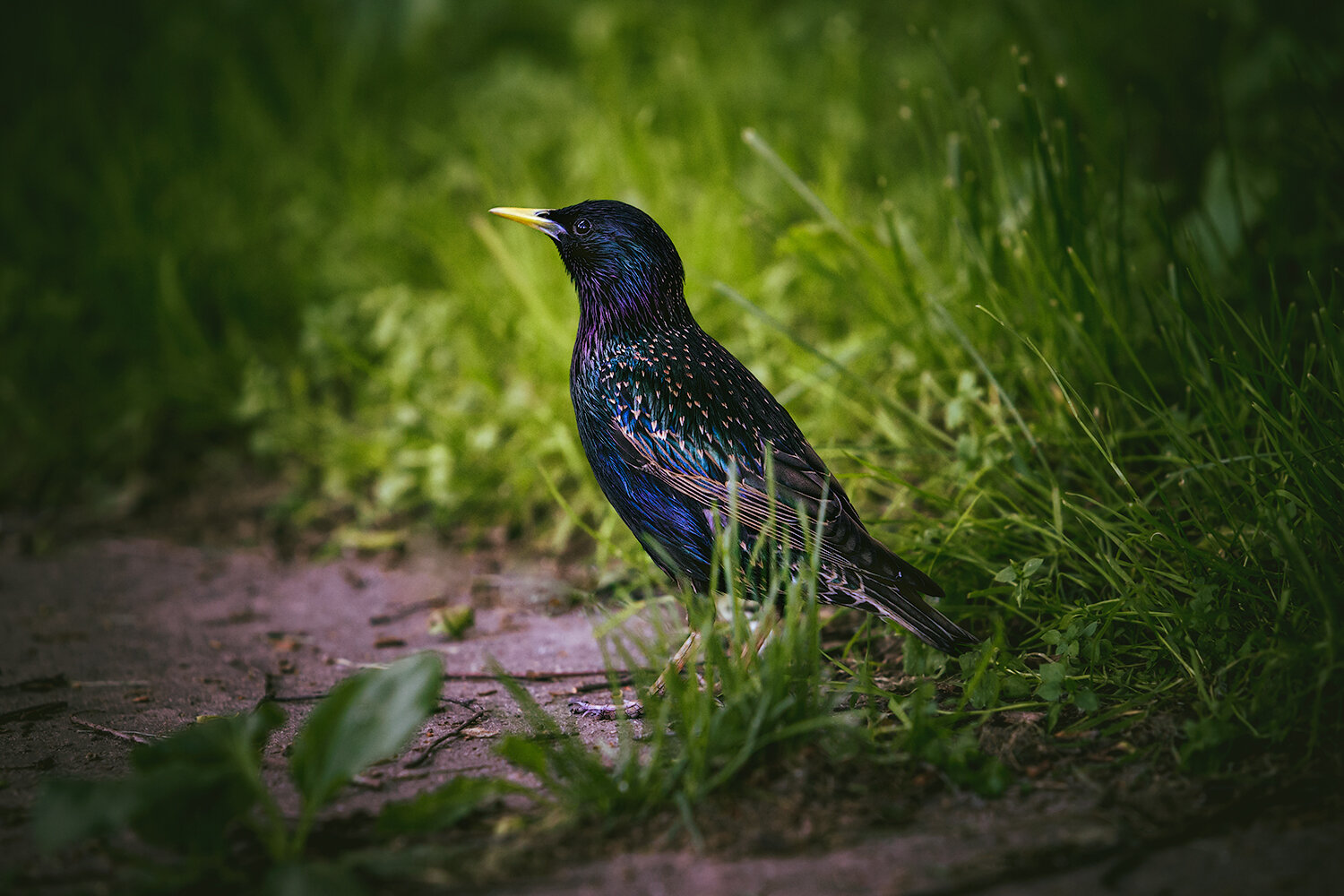 birds, nature, animals, скворец, птицы, природа, животные, фотоохота, Волкова Анна
