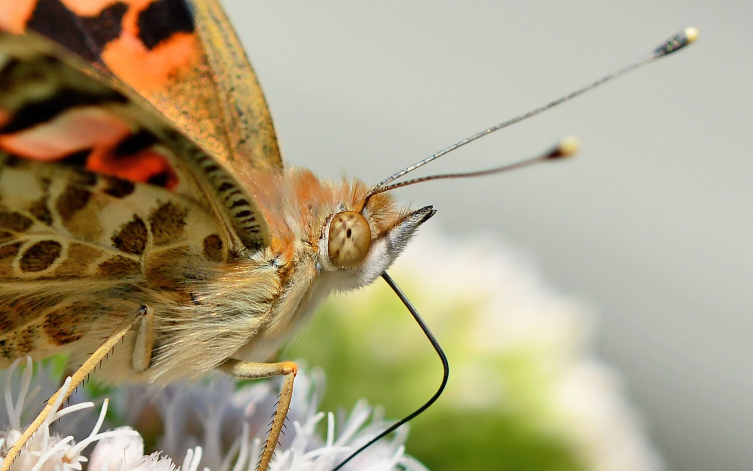 distelvlinder, bloem, bloemen, vlinder, vlinders, macro, natuur, zomer, vleugels, insect, insecten, Marjo Steffen
