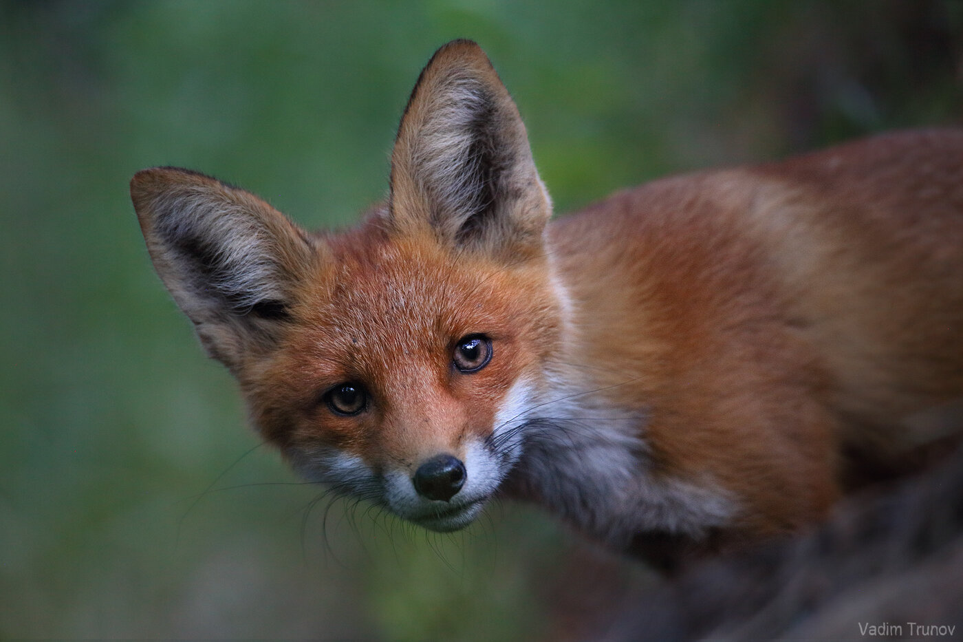 лиса, лисёнок, fox, Вадим Трунов