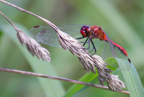 Стрекоза кроваво-красная (Sympetrum sanguineum)