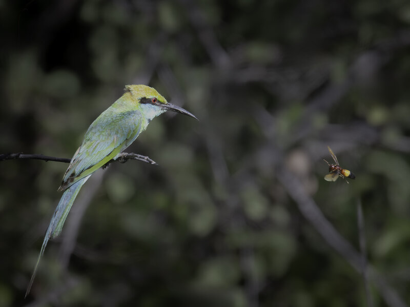 Beeeater and bee фото превью