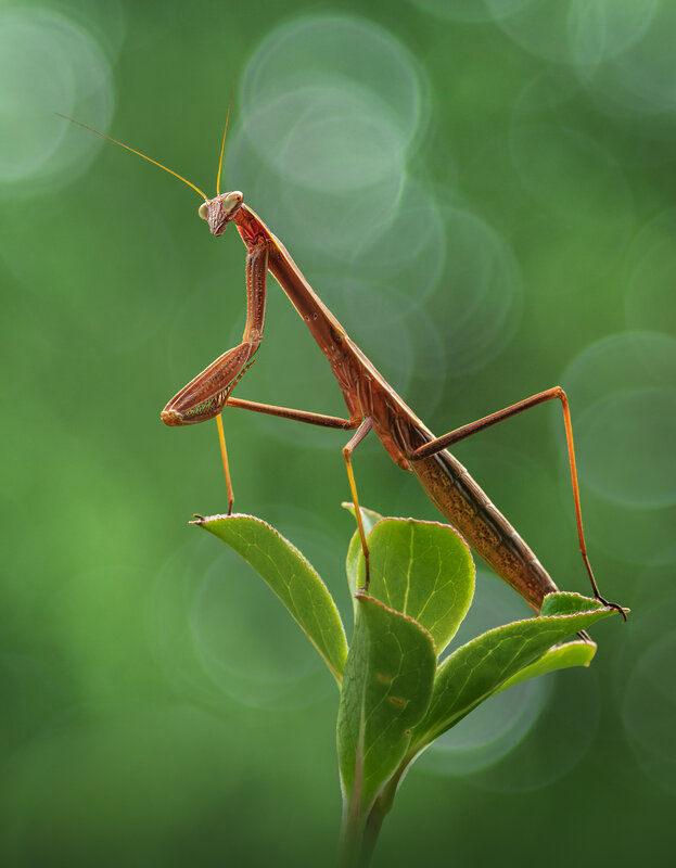 mantis, praying mantis, insect, macro, bokeh Dreamer фото превью