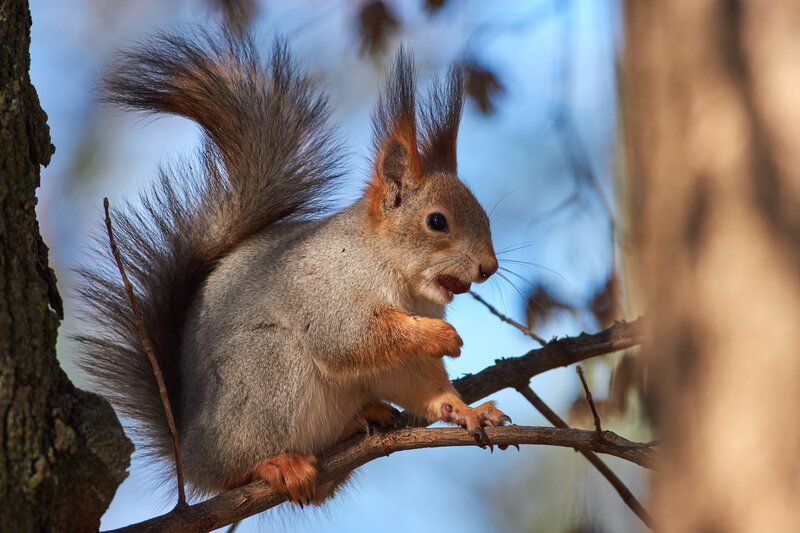 Sciurus vulgaris фото превью