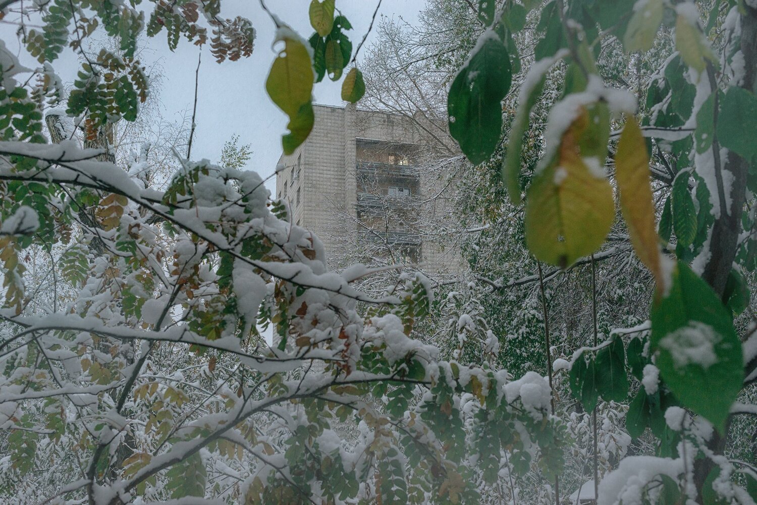 ,  Мария
