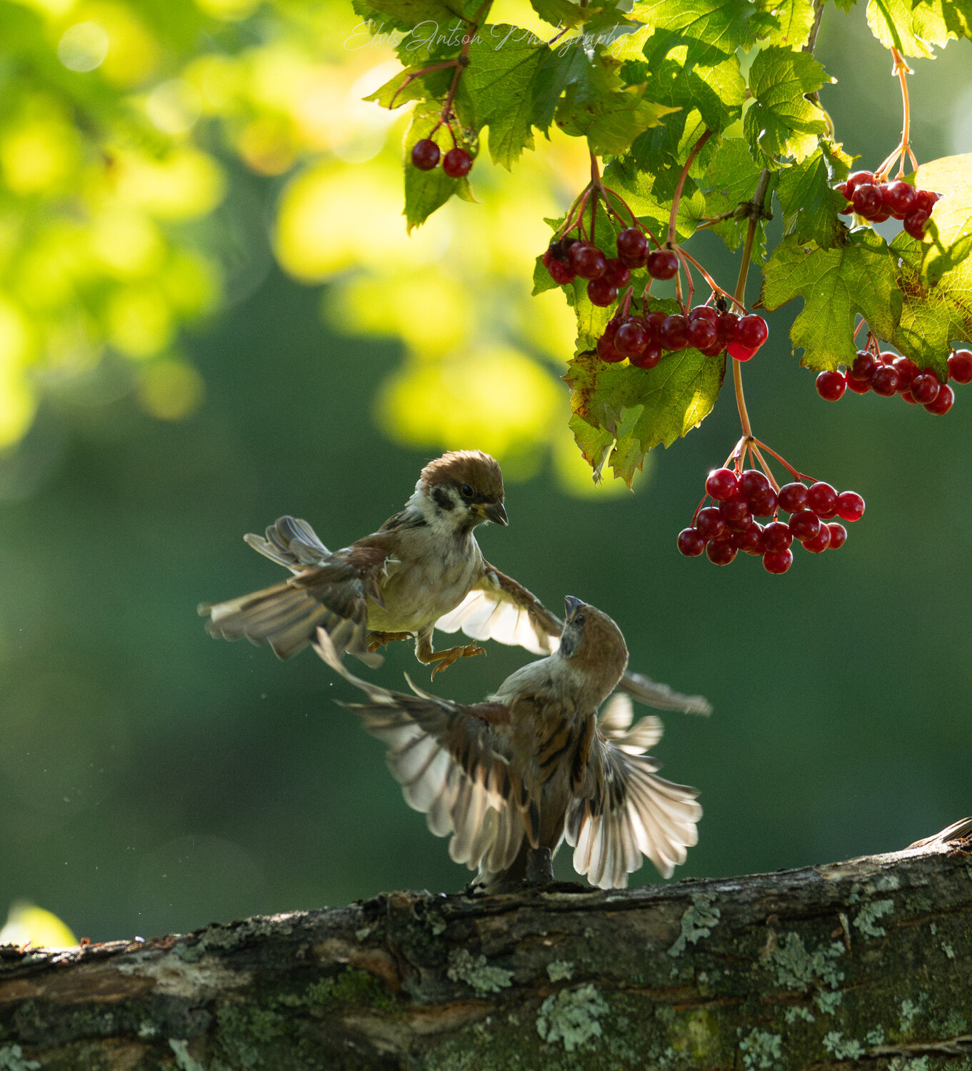 воробей, воробьи, полевой воробей, полевые воробьи, sparrow, дикие птицы, птицы россии, птицы костромской области, костромская область, пернатые, братья наши меньшие, орнитология, birds, birdwatching, elvis antson, наблюдение за птицами, Antson Elvis