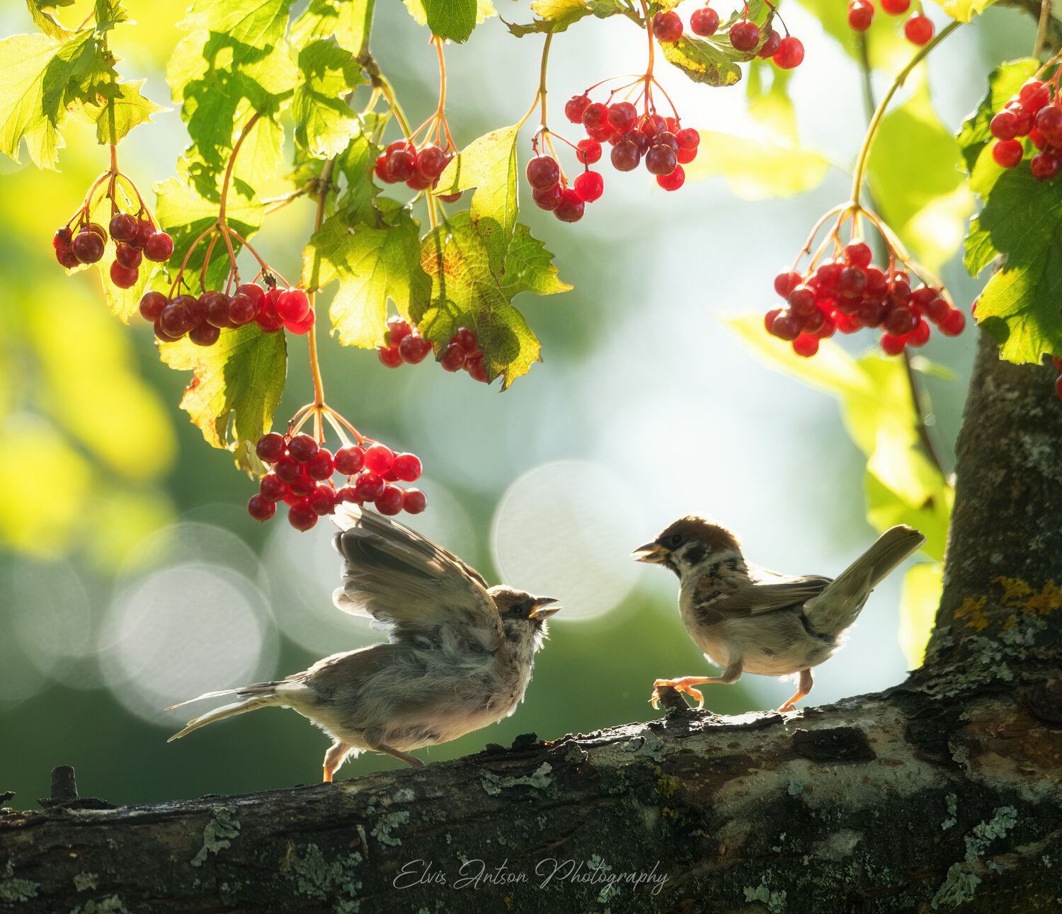 Воробьишки спорят. Автор: Antson Elvis воробей, воробьи, полевой воробей, sparrow, орнитология, дикие птицы, птицы костромской области, костромская область, пернатые, братья наши меньшие, кострома, birds, birdwatching, elvis antson, наблюдение за птицами, Antson Elvis