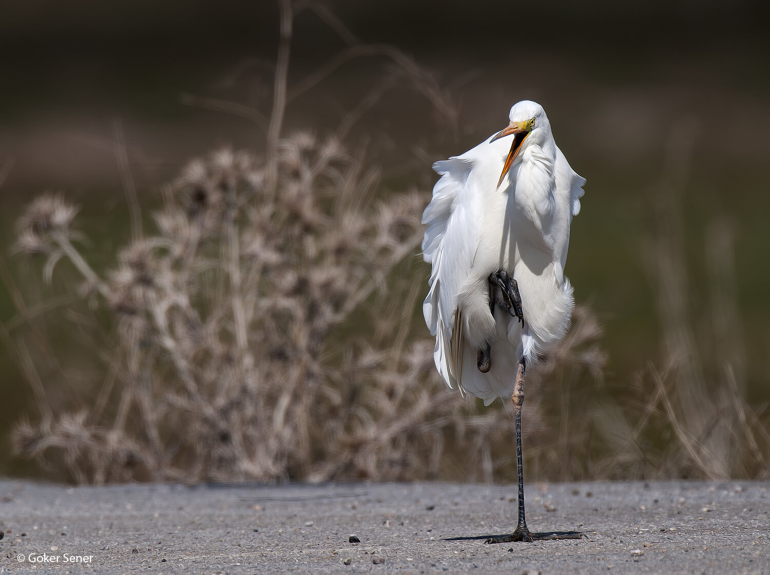 great egret, egret, Sener Goker