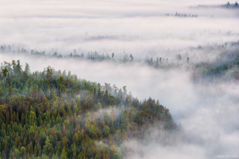 Пинежская тайга фото превью