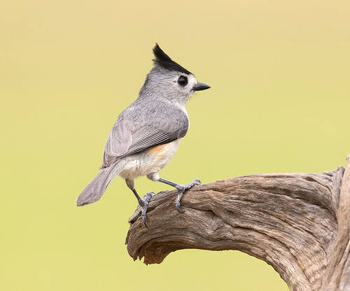 Black-crested Titmouse -Синица чёрнохохлатая