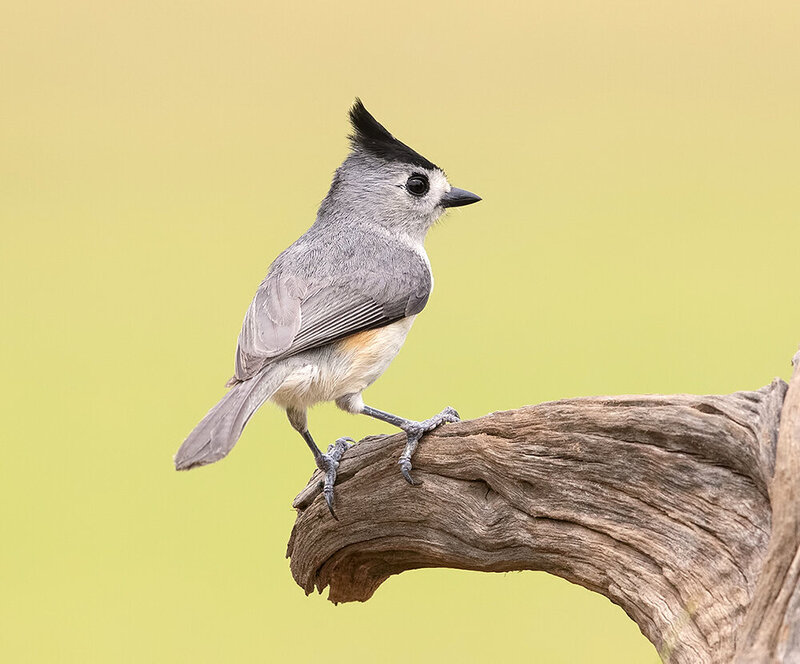 синица чёрнохохлатая, titmouse, cиница, птицы, birds, texas, синичка, black-crested titmouse Black-crested Titmouse -Синица чёрнохохлатая фото превью