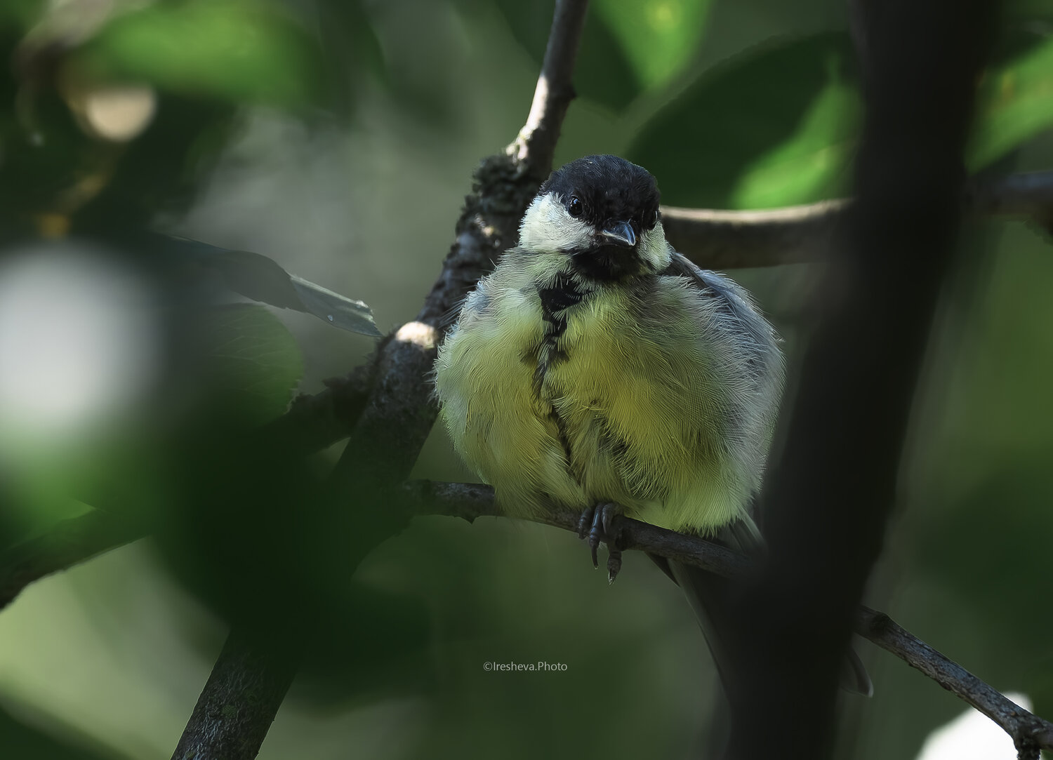 Слёток, Большая синица, Tit, Bird, Ирешева Мария