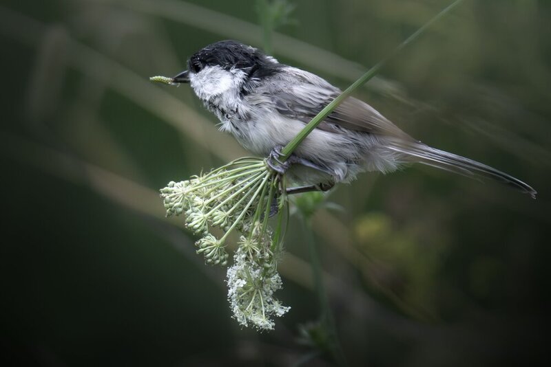 Черноголовая гаичка (Poecile palustris) фото превью