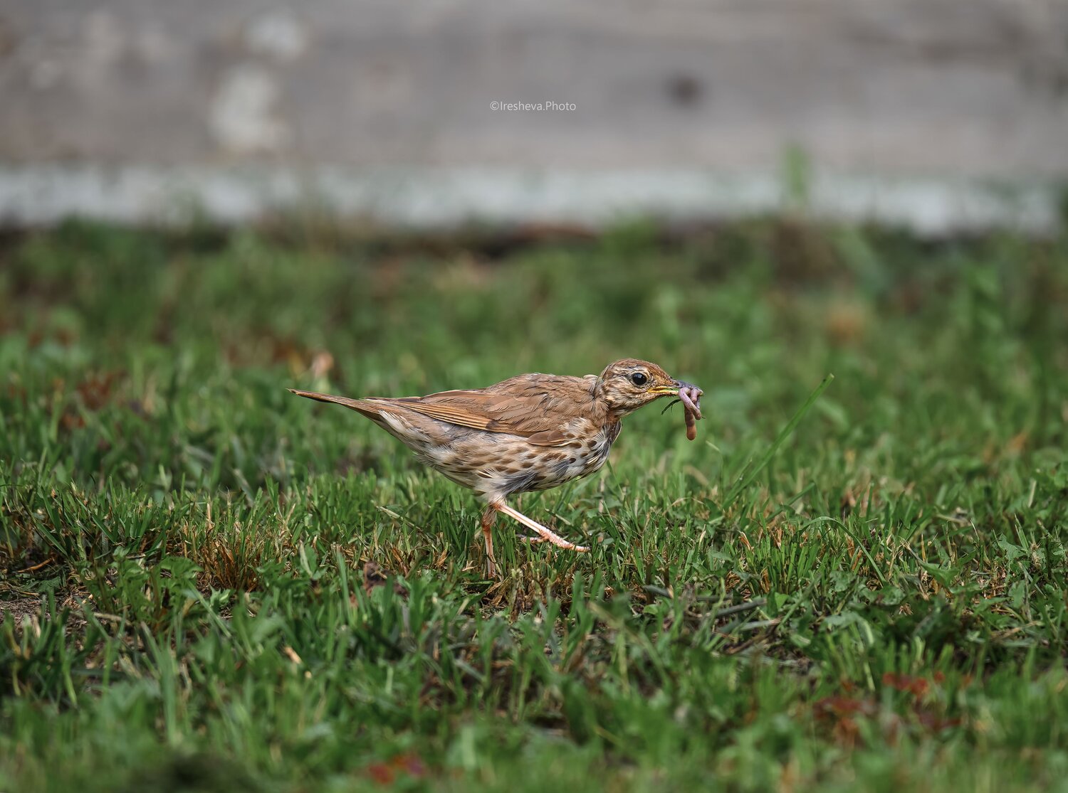 Певчий дрозд, Bird, Ирешева Мария