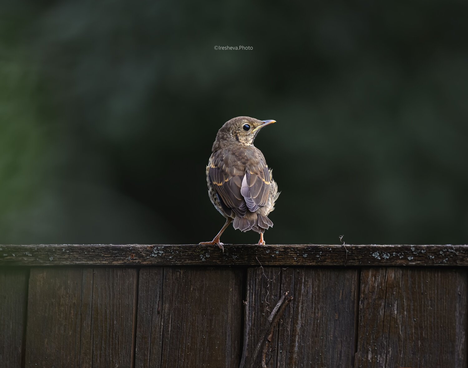 Певчий дрозд, Bird, Ирешева Мария