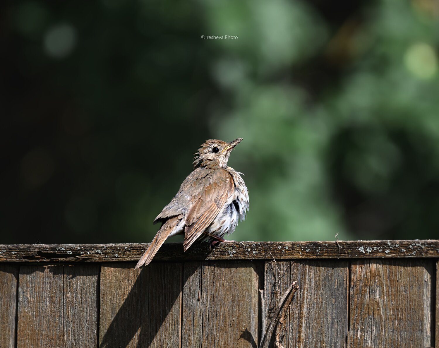 Певчий дрозд, Bird, Ирешева Мария