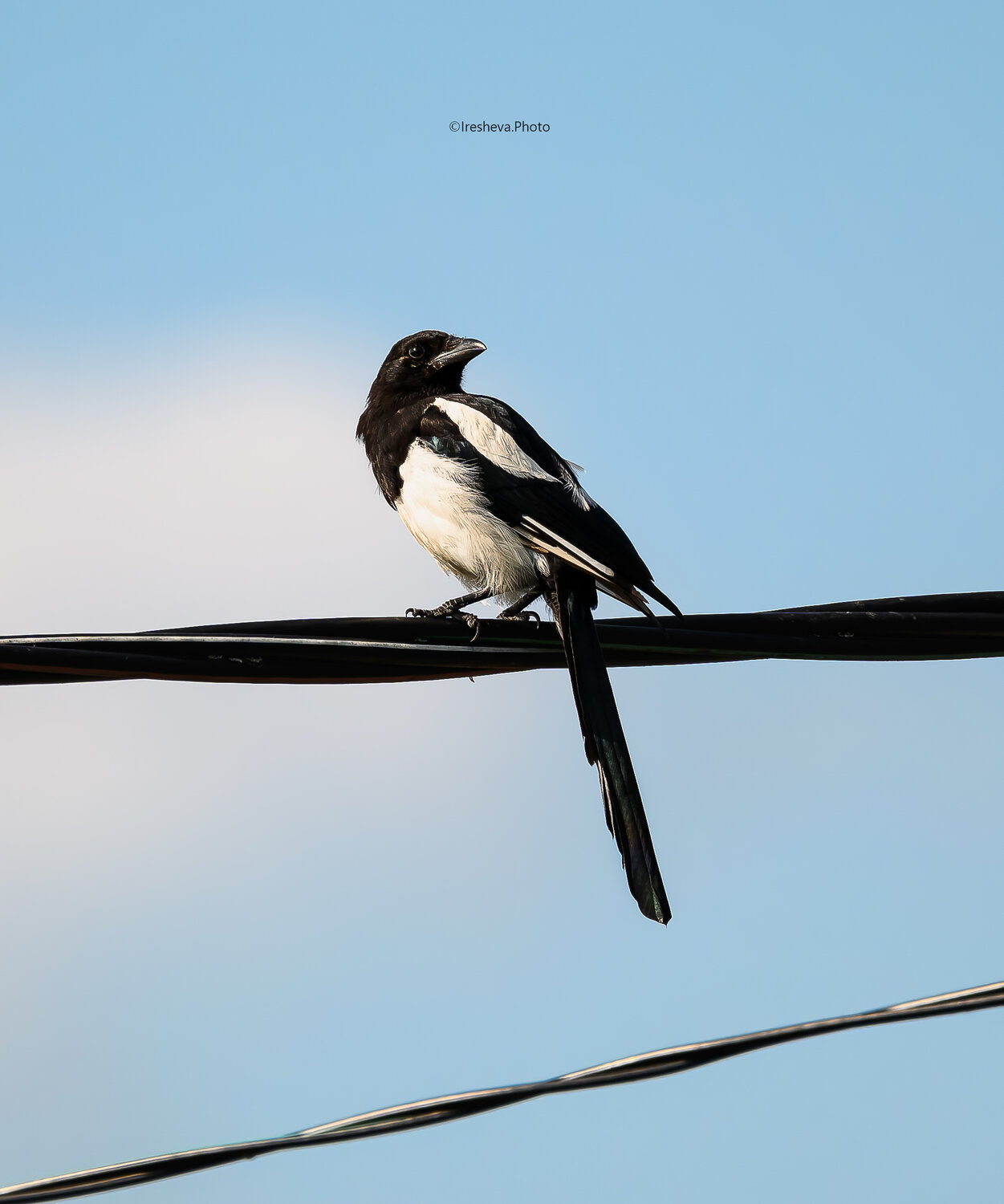 Сорока, Bird, Ирешева Мария