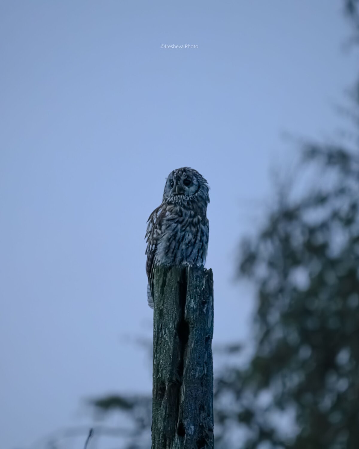 Tawny owl, Owl, Серая неясыть, Bird, Ирешева Мария