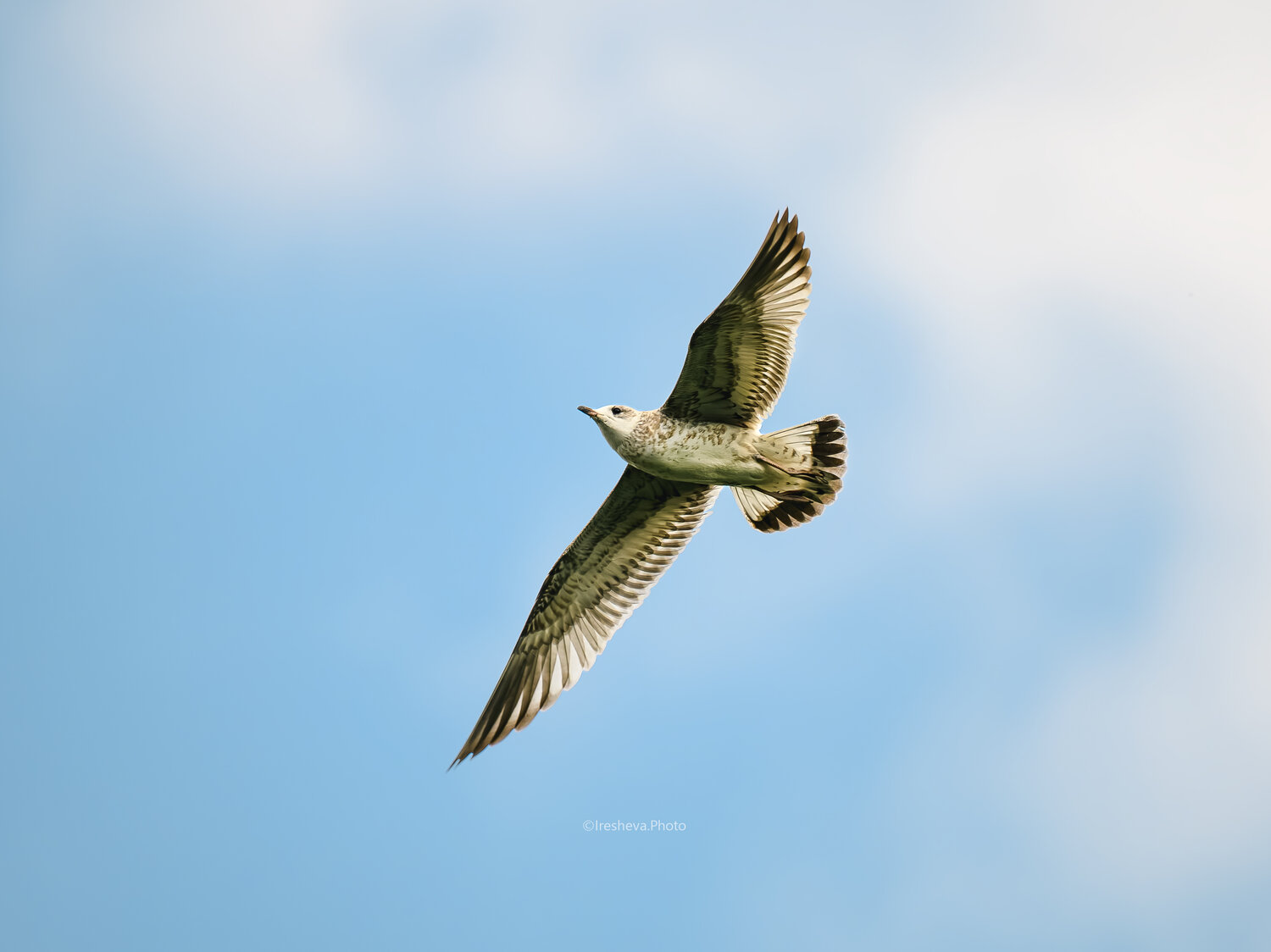 Чайка, Bird, Ирешева Мария