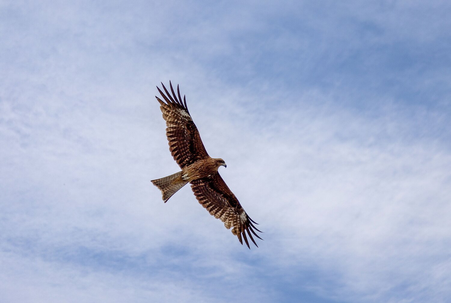 Hawk, Liliya Tkachenko