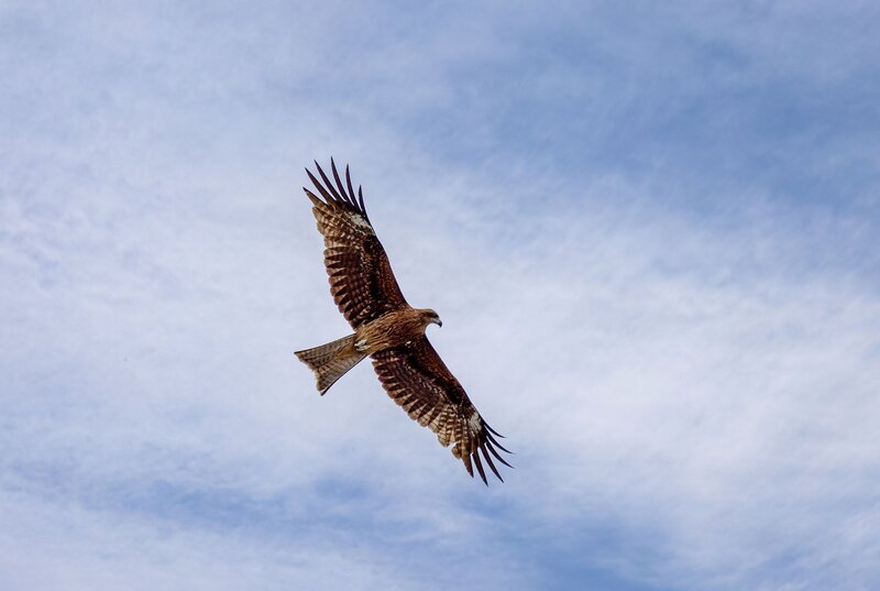 Hawk Hawk фото превью