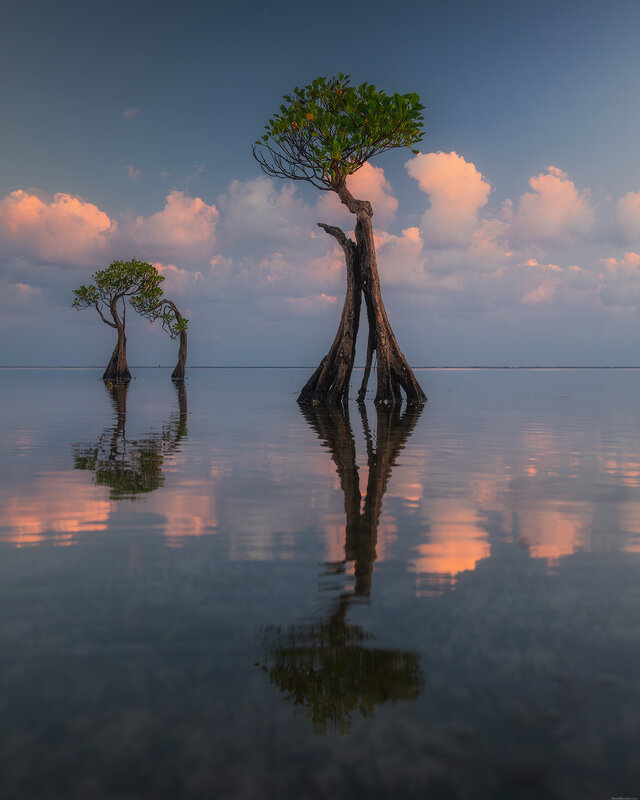 Sumba dancing trees фото превью