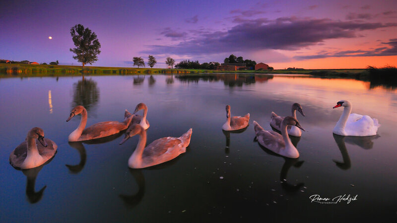 Swans, Sunset, Landscape, Tree, lake, Full moon, Nikon, Swimming A family of swans. фото превью