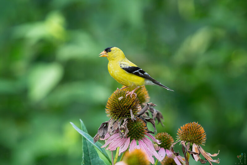 Goldfinch фото превью