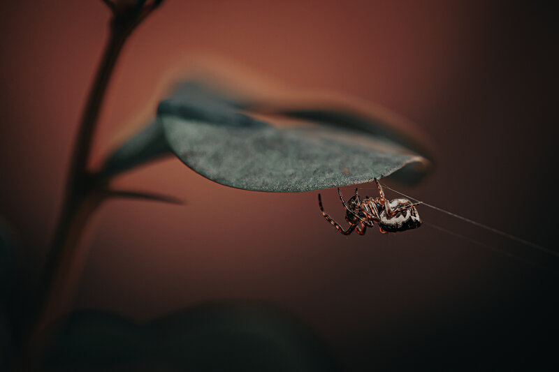 insects, spider, macro, nature, паук, насекомые, макро, природа, фотоохота Циклоза коническая фото превью