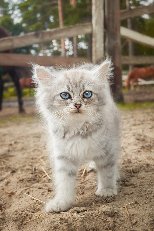 Котёнок фото превью